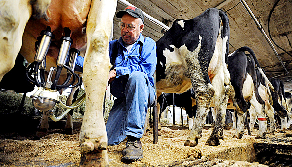 Larry Smith, 64, owner of Smith Farms in Bangor, milks his cows recently. Smith has about 150 head of Holstein cattle and milks 75 of them. “I make a living at it, but things are going as good here as the rest of the economy,” Smith said about his farm. “It’s not all doom and gloom. There are farms that are doing good, but everything is costing more nowadays. It’s getting harder to get by.” Smith is a fourth-generation dairy farmer. Buy Photo Larry Smith, 64, owner of Smith Farms in Bangor, milks his cows recently. Smith has about 150 head of Holstein cattle and milks 75 of them. “I make a living at it, but things are going as good here as the rest of the economy,” Smith said about his farm. “It’s not all doom and gloom. There are farms that are doing good, but everything is costing more nowadays. It’s getting harder to get by.” Smith is a fourth-generation dairy farmer. Buy Photo