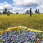 Timing of violation announcement angers president of Maine blueberry company