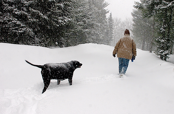 Kim Boothby of Brewer and her dog Maggie trudge through the snowstorm during their morning walk in Bangor City Forest on Monday. Kim Boothby of Brewer and her dog Maggie trudge through the snowstorm during their morning walk in Bangor City Forest on Monday.