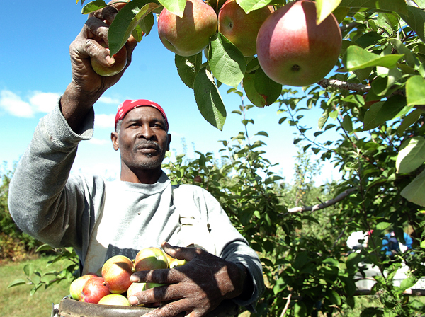 Albert Wilson from Clarendon, Jamaica picks MacIntosh apples for Rowe's House of Apples in Newport on Thursday, Sept. 17, 2009. Most apple producers, including Ed Buzanoski of Rowe's, are reporting a very bountiful year, with large, plump apples full of flavor. "All that rain really created apples way above normal size," Buzanoski said this week. (Bangor Daily News/Bridget Brown) Albert Wilson from Clarendon, Jamaica picks MacIntosh apples for Rowe's House of Apples in Newport on Thursday, Sept. 17, 2009. Most apple producers, including Ed Buzanoski of Rowe's, are reporting a very bountiful year, with large, plump apples full of flavor. "All that rain really created apples way above normal size," Buzanoski said this week. (Bangor Daily News/Bridget Brown)