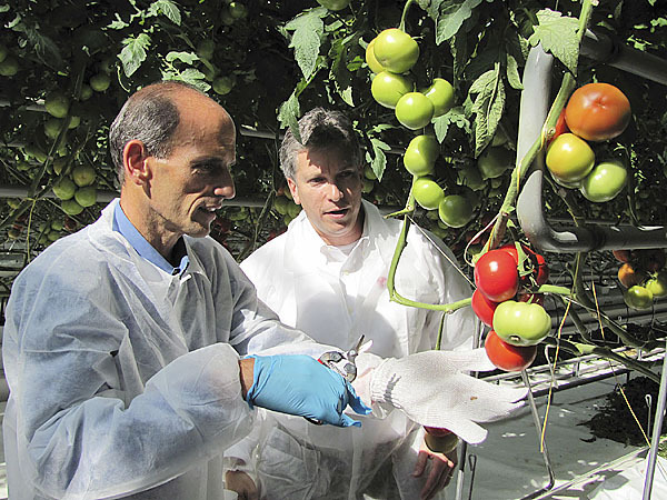 Gov. John Baldacci, left, prepares to cut a cluster of tomatoes from the vine Tuesday during a ceremony at Backyard Farms in Madison. The company, which produces vine-ripened tomatoes, was celebrating the first harvest from its new 18-acre greenhouse. Looking on is Backyard Farms President and CEO Roy Lubetkin.(Bangor Daily News/Christopher Cousins) Gov. John Baldacci, left, prepares to cut a cluster of tomatoes from the vine Tuesday during a ceremony at Backyard Farms in Madison. The company, which produces vine-ripened tomatoes, was celebrating the first harvest from its new 18-acre greenhouse. Looking on is Backyard Farms President and CEO Roy Lubetkin.(Bangor Daily News/Christopher Cousins)