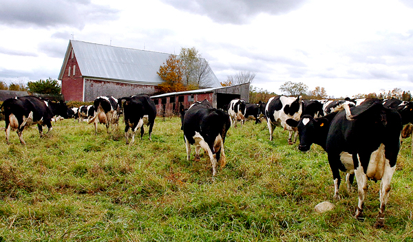 (BANGOR DAILY NEWS PHOTO BY BRIDGET BROWN)
CAPTION
A mostly Holstein herd moves towards the barn at Mark McKusick's Dexter farm for milking Thursday, Oct. 8, 2009. MOO Milk, or Maine's Own Organic Milk, a newly formed company of organic producers, will come from farmers in Washington, Aroostook, Penobscot and Kennebec counties. (Bangor Daily News/Bridget Brown) (BANGOR DAILY NEWS PHOTO BY BRIDGET BROWN)
CAPTION
A mostly Holstein herd moves towards the barn at Mark McKusick's Dexter farm for milking Thursday, Oct. 8, 2009. MOO Milk, or Maine's Own Organic Milk, a newly formed company of organic producers, will come from farmers in Washington, Aroostook, Penobscot and Kennebec counties. (Bangor Daily News/Bridget Brown)