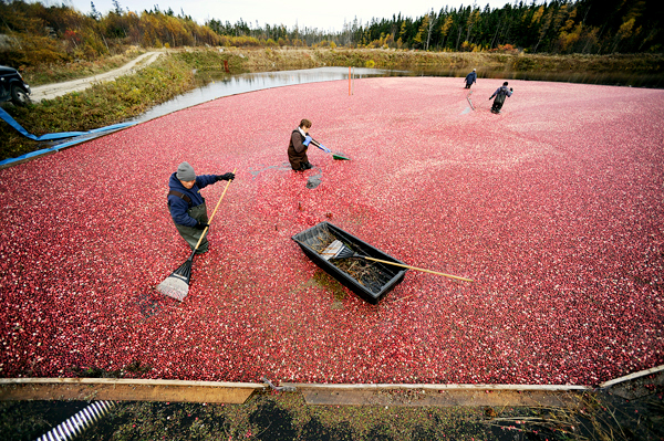 At Cranberry Cove Farm in Jonesport, Ramone Hernandez (left) of Deblois, and farm co-owner Sharon Look rake cranberries to a suction device that will move them from one of the farm's bogs to a hopper for sorting, cleaning and transport. Photographed Tuesday, October 27, 2009. BANGOR DAILY NEWS PHOTO BY JOHN CLARKE RUSS At Cranberry Cove Farm in Jonesport, Ramone Hernandez (left) of Deblois, and farm co-owner Sharon Look rake cranberries to a suction device that will move them from one of the farm's bogs to a hopper for sorting, cleaning and transport. Photographed Tuesday, October 27, 2009. BANGOR DAILY NEWS PHOTO BY JOHN CLARKE RUSS