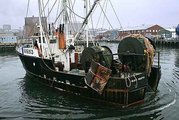 FILE - In this Jan 2007 file photo, the trawler Black Beauty leaves the Portland Fish Exchange, in Portland, Maine. A study by the National Oceanic and Atmospheric Administration says rising water temperatures are helping drive many of New England's fish populations farther from shore and into deeper water. (AP Photo by Robert F. Bukaty) FILE - In this Jan 2007 file photo, the trawler Black Beauty leaves the Portland Fish Exchange, in Portland, Maine. A study by the National Oceanic and Atmospheric Administration says rising water temperatures are helping drive many of New England's fish populations farther from shore and into deeper water. (AP Photo by Robert F. Bukaty)