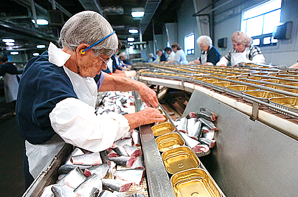 Lela Anderson packs herring on the floor at Stinson Seafood in this Oct. 17, 2006 file photo. Anderson has been packing sardines for more than 50 years at the plant. Lela Anderson packs herring on the floor at Stinson Seafood in this Oct. 17, 2006 file photo. Anderson has been packing sardines for more than 50 years at the plant.