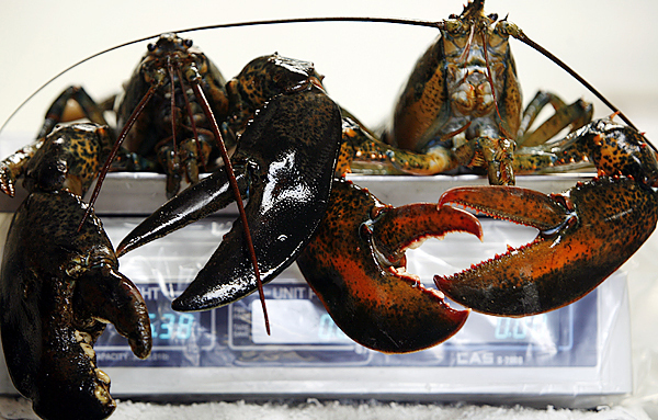 Two large lobsters are weighed on a scale at a fish market in Bath, Maine, on Wednesday, December 16, 2009. Maine's attorney general is investigating allegations of price-fixing among some lobster dealers in the state following complaints by lobstermen. It was launched after the office received a letter signed by more than 50 lobstermen seeking a probe of lobster dealers. Maine lobstermen account for more than 80 percent of U.S. landings and the state has nearly 6,000 licensed harvesters. Two large lobsters are weighed on a scale at a fish market in Bath, Maine, on Wednesday, December 16, 2009. Maine's attorney general is investigating allegations of price-fixing among some lobster dealers in the state following complaints by lobstermen. It was launched after the office received a letter signed by more than 50 lobstermen seeking a probe of lobster dealers. Maine lobstermen account for more than 80 percent of U.S. landings and the state has nearly 6,000 licensed harvesters.