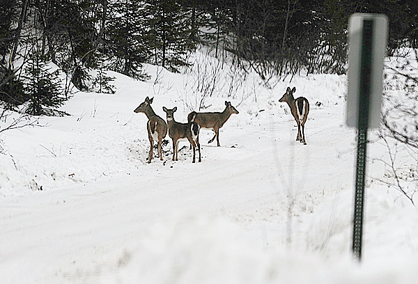 Several white tail deer pause on the 20 Mile Road just north of Pittston Farm as the snow started to fall late Monday afternoon, December 28, 2009. BANGOR DAILY NEWS PHOTO BY JOHN CLARKE RUSS Several white tail deer pause on the 20 Mile Road just north of Pittston Farm as the snow started to fall late Monday afternoon, December 28, 2009. BANGOR DAILY NEWS PHOTO BY JOHN CLARKE RUSS