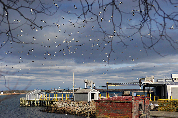 Thousands of seagulls hover above the former Stinson Seafood Plant in Prospect Harbor late Thursday afternoon, February 18, 2010. Bumble Bee Foods, the current plant owner notified employees Wednesday, February 17 that the plant will close in April after being a fixture there for over 100 years. BANGOR DAILY NEWS FILE PHOTO BY JOHN CLARKE RUSS Thousands of seagulls hover above the former Stinson Seafood Plant in Prospect Harbor late Thursday afternoon, February 18, 2010. Bumble Bee Foods, the current plant owner notified employees Wednesday, February 17 that the plant will close in April after being a fixture there for over 100 years. BANGOR DAILY NEWS FILE PHOTO BY JOHN CLARKE RUSS