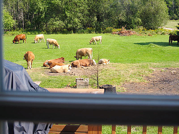 For Nit Orrington COW story TAKEN September of 2009 PHOTO COURTESY OF SCOTT WELSH For Nit Orrington COW story TAKEN September of 2009 PHOTO COURTESY OF SCOTT WELSH