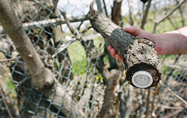 A film canister stuck in a limb serves as a mini-cache in the Brewer area. BANGOR DAILY NEWS PHOTO BY KEVIN BENNETT A film canister stuck in a limb serves as a mini-cache in the Brewer area. BANGOR DAILY NEWS PHOTO BY KEVIN BENNETT