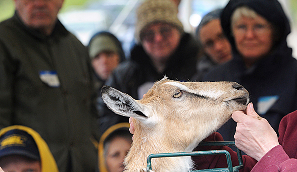 Janice Spaulding hold the head of Olive while talking about an expecting goat during the Goat School at the Spauldings' St.Albans farm. BANGOR DAILY NEWS PHOTO BY GABOR DEGRE Janice Spaulding hold the head of Olive while talking about an expecting goat during the Goat School at the Spauldings' St.Albans farm. BANGOR DAILY NEWS PHOTO BY GABOR DEGRE
