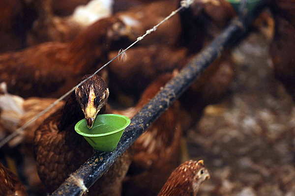An Isa Babcock variety chicken drinks from a water dispenser in one of the poultry houses at Grass Farms in Belfast Monday, May 3, 2010. Belfast's distinction as the chicken capital of Maine started to diminish over 30 years ago and now Grass, who has been a chicken farmer for most of his life, is ready to get out of chicken farming for good. BANGOR DAILY NEWS PHOTO BY JOHN CLARKE RUSS An Isa Babcock variety chicken drinks from a water dispenser in one of the poultry houses at Grass Farms in Belfast Monday, May 3, 2010. Belfast's distinction as the chicken capital of Maine started to diminish over 30 years ago and now Grass, who has been a chicken farmer for most of his life, is ready to get out of chicken farming for good. BANGOR DAILY NEWS PHOTO BY JOHN CLARKE RUSS