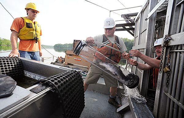 Kevin Dunham, right, hands fellow Dept. of Marine Resources fisheries biologist Mitch Simpson an Atlantic salmon, one of nine they retrieved at Veazie salmon trap during their visit to the Veazie Dam Tuesday, May 25, 2010. On the left is Andrew O'Malley, a U Maine environmental science major who is working with the D.I.F.W. this summer as he completes his degree. Since starting this year's survey on May 3, they have counted 242 salmon at the trap (as of May 25, 2010). BANGOR DAILY NEWS PHOTO BY JOHN CLARKE RUSS Kevin Dunham, right, hands fellow Dept. of Marine Resources fisheries biologist Mitch Simpson an Atlantic salmon, one of nine they retrieved at Veazie salmon trap during their visit to the Veazie Dam Tuesday, May 25, 2010. On the left is Andrew O'Malley, a U Maine environmental science major who is working with the D.I.F.W. this summer as he completes his degree. Since starting this year's survey on May 3, they have counted 242 salmon at the trap (as of May 25, 2010). BANGOR DAILY NEWS PHOTO BY JOHN CLARKE RUSS