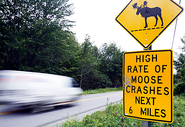 motorists warned about moose news bangor daily news bdn maine