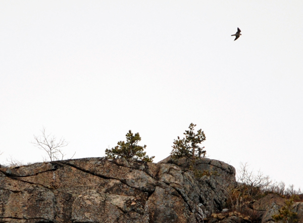 A peregrine falcon flies over the Precepice Cliff in Acadia National Park. BANGOR DAILY NEWS FILE PHOTO BY GABOR DEGRE A peregrine falcon flies over the Precepice Cliff in Acadia National Park. BANGOR DAILY NEWS FILE PHOTO BY GABOR DEGRE