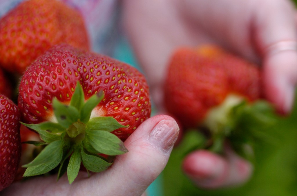 Linda Boylan of Newport holds some of the generously-sized strawberries she picked at Tate's Strawberry Farm in East Corinth Thursday afternoon, ,June 21, 2006. As friends of the Tate family, she and her sisters were given special permission to pick the strawberries before the public strawberry picking officially starts next Wednesday, June 27. BANGOR DAILY NEWS PHOTO BY JOHN CLARKE RUSS (WEB EDITION PHOTO) Linda Boylan of Newport holds some of the generously-sized strawberries she picked at Tate's Strawberry Farm in East Corinth Thursday afternoon, ,June 21, 2006. As friends of the Tate family, she and her sisters were given special permission to pick the strawberries before the public strawberry picking officially starts next Wednesday, June 27. BANGOR DAILY NEWS PHOTO BY JOHN CLARKE RUSS (WEB EDITION PHOTO)