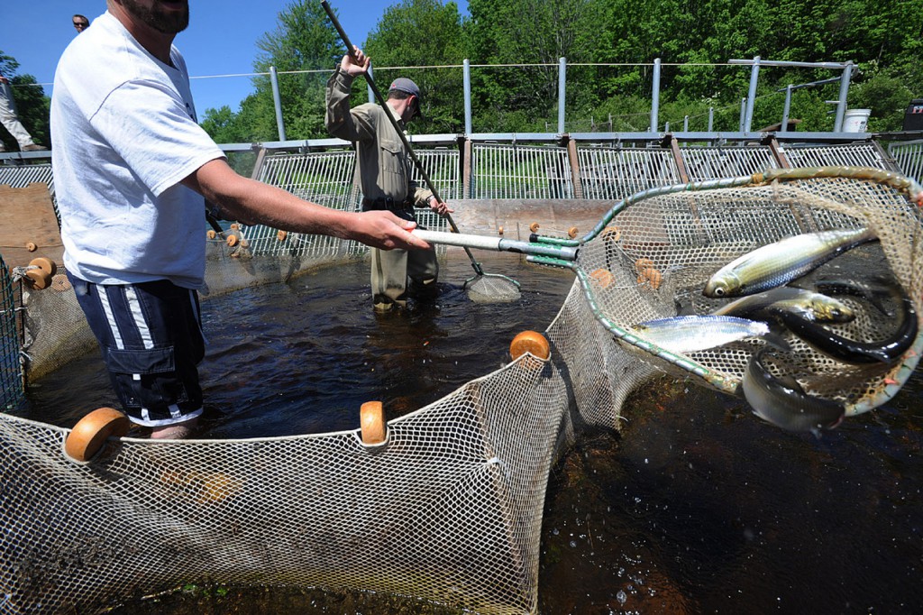 Kyle Winslow (left) and fisheries biologist Colby Bruchs use nets to dip alewives and blue-backed herring out of the trap at the Dennysville fish weir Friday. "We count the fish when there is a smaller charge upstream, but we count the netful when they are coming up by the thousands," said Bruchs. This is the first major study t o monitor the populat6ion of the alewive sand blue-backed herring tha t is fished commercially to be used as lobster bait. (BANGOR DAILY NEWS PHOTO BY GABOR DEGRE)
CAPTION
Kyle Winslow (left) and fisheries biologist Colby Bruchr use nets to dip alewives and blue backed herring out of the trap at the Dennysville fish weir Friday. "We count the fish when there is a smaller charge upstream, but we count the netful when they are coming by the thousands." said Bruchr. This is the first major study to monitor the population of the alewives and blue backed herring that is fished commercially to be used as lobster bait. Photo Gabor Degre Kyle Winslow (left) and fisheries biologist Colby Bruchs use nets to dip alewives and blue-backed herring out of the trap at the Dennysville fish weir Friday. "We count the fish when there is a smaller charge upstream, but we count the netful when they are coming up by the thousands," said Bruchs. This is the first major study t o monitor the populat6ion of the alewive sand blue-backed herring tha t is fished commercially to be used as lobster bait. (BANGOR DAILY NEWS PHOTO BY GABOR DEGRE)
CAPTION
Kyle Winslow (left) and fisheries biologist Colby Bruchr use nets to dip alewives and blue backed herring out of the trap at the Dennysville fish weir Friday. "We count the fish when there is a smaller charge upstream, but we count the netful when they are coming by the thousands." said Bruchr. This is the first major study to monitor the population of the alewives and blue backed herring that is fished commercially to be used as lobster bait. Photo Gabor Degre