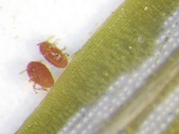Crawler, hemlock woolly adelgid. (Photo courtesy of Karen Coluzzi, Maine Department of Agriculture, Plant Industry) Crawler, hemlock woolly adelgid. (Photo courtesy of Karen Coluzzi, Maine Department of Agriculture, Plant Industry)