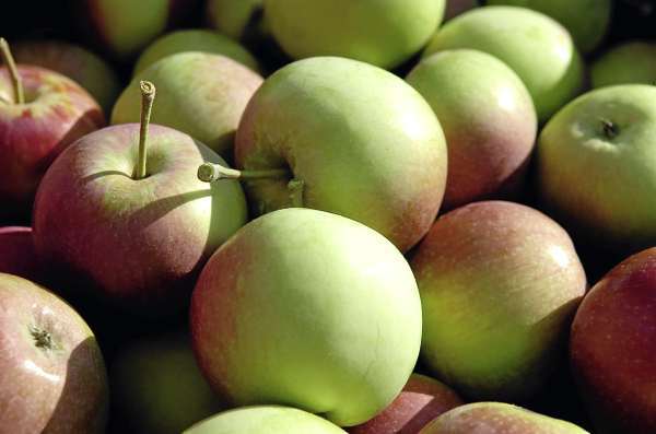 A basket of early McIntosh apples sit in the afternoon sun Friday, Aug. 13, 2010 at Hillcrest Orchards in Winterport. (Bangor Daily News/Bridget Brown) A basket of early McIntosh apples sit in the afternoon sun Friday, Aug. 13, 2010 at Hillcrest Orchards in Winterport. (Bangor Daily News/Bridget Brown)