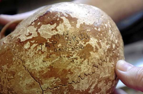 "1945 Jap Skull Okinawa" written on the top of the skull acquired by Ralph McLeod, owner of Buyers Guns in Holden. (PHOTO BY LINDA COAN O'KRESIK) "1945 Jap Skull Okinawa" written on the top of the skull acquired by Ralph McLeod, owner of Buyers Guns in Holden. (PHOTO BY LINDA COAN O'KRESIK)