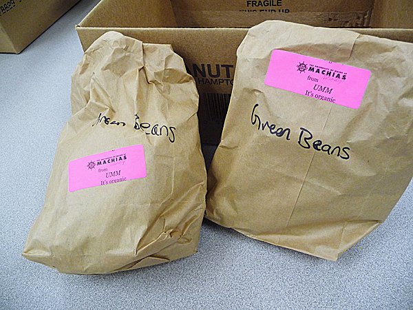 Bags of green beans grown at the University of Maine at Machias community garden were part of the bag of food each Machias Food Pantry recipient received this week. BANGOR DAILY NEWS PHOTO BY SHARON KILEY MACK Bags of green beans grown at the University of Maine at Machias community garden were part of the bag of food each Machias Food Pantry recipient received this week. BANGOR DAILY NEWS PHOTO BY SHARON KILEY MACK