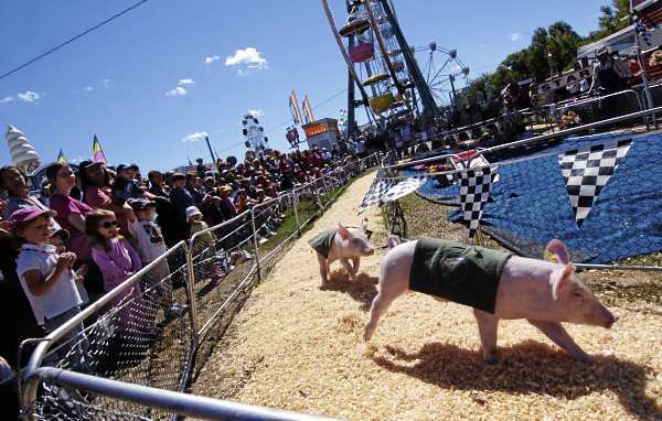 Rosie's Racing Pigs from Gibsonton, Florida round the bend as hundreds of fairgoers, young and old, cheer them on at the Blue Hill Fair Sunday, September 5, 2010. The annual fair kicked off Thursday and runs through Labor Day. (Bangor Daily News/John Clarke Russ) Rosie's Racing Pigs from Gibsonton, Florida round the bend as hundreds of fairgoers, young and old, cheer them on at the Blue Hill Fair Sunday, September 5, 2010. The annual fair kicked off Thursday and runs through Labor Day. (Bangor Daily News/John Clarke Russ)