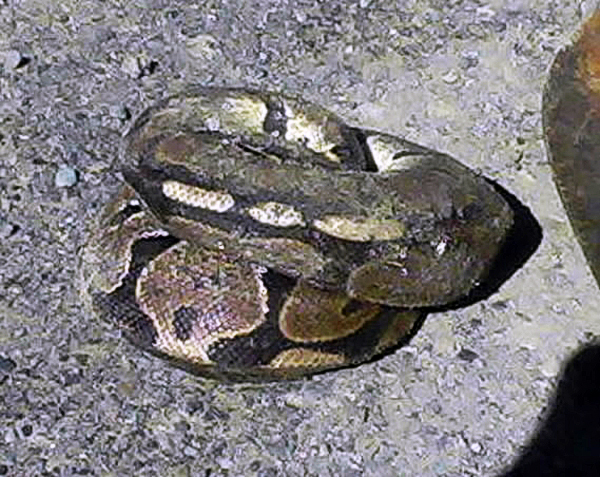 Maine Auto Mall >> Elusive ball python on the loose in Shirley — News ... Maine Auto Mall >> Elusive ball python on the loose in Shirley — News ...