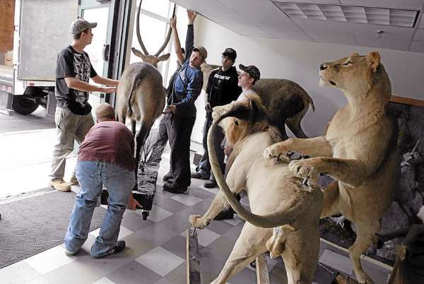 Students from Nokomis Regional High School's taxidermy program and from the Tri-County Technical Center Commercial Truck Driving Program get ready to load a mounted water buck at the Maine Discovery Museum in Bangor into a truck for transport Wednesday, Sept. 22, 2010. They hope to repair some of the animals and secure a permament home for them. (Bangor Daily News/John Clarke Russ) Students from Nokomis Regional High School's taxidermy program and from the Tri-County Technical Center Commercial Truck Driving Program get ready to load a mounted water buck at the Maine Discovery Museum in Bangor into a truck for transport Wednesday, Sept. 22, 2010. They hope to repair some of the animals and secure a permament home for them. (Bangor Daily News/John Clarke Russ)
