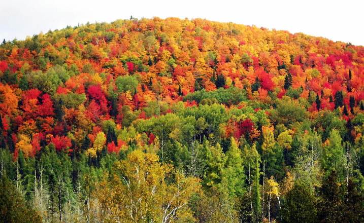 Fall colors are peaking in the St. John Valley with hillsides like this one looking south toward Michigan Settlement off North Perley Brook Road a patchwork of reds, yellows and greens. Maine leaf-peepers can track the foliage progress online at www.maine.gov/doc/foliage to check out the best places to take in the seasonal colors. (Photo by Julia Bayly) Fall colors are peaking in the St. John Valley with hillsides like this one looking south toward Michigan Settlement off North Perley Brook Road a patchwork of reds, yellows and greens. Maine leaf-peepers can track the foliage progress online at www.maine.gov/doc/foliage to check out the best places to take in the seasonal colors. (Photo by Julia Bayly)