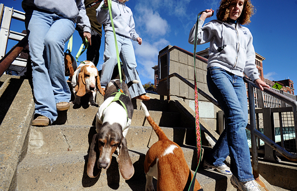 Cindy Elswaw (right) and her dog Pearl a one-year-old Basset Hound was among the participants of the 17th annual Paws on Parade through Downtown Bangor Saturday morning. Eshaw walked with other members of the Hampden Hound Team who participate in the parade every year. The Bangor Humane Society organized the event to raise funds for the animals awaiting for adoption. Buy Photo Cindy Elswaw (right) and her dog Pearl a one-year-old Basset Hound was among the participants of the 17th annual Paws on Parade through Downtown Bangor Saturday morning. Eshaw walked with other members of the Hampden Hound Team who participate in the parade every year. The Bangor Humane Society organized the event to raise funds for the animals awaiting for adoption. Buy Photo