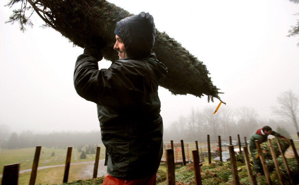 Chris Blake carries a Christmas tree as crews were loading a semi-truck at Hall's Christmas Tree Farm in Sangerville Tuesday, Nov. 23, 2010. "We have a few more days of work to ship out the trees, but all the cutting is finished," said Toby Hall, co-owner of the farm. "We send trees to all over New England and New York but about 30 percent of our trees go to Maine," he said. The farm ships out between 6000 and 7000 trees annually. Many of the roadside stands and choose-and-cut farms start selling trees this weekend. (Bangor Daily News/Gabor Degre) Chris Blake carries a Christmas tree as crews were loading a semi-truck at Hall's Christmas Tree Farm in Sangerville Tuesday, Nov. 23, 2010. "We have a few more days of work to ship out the trees, but all the cutting is finished," said Toby Hall, co-owner of the farm. "We send trees to all over New England and New York but about 30 percent of our trees go to Maine," he said. The farm ships out between 6000 and 7000 trees annually. Many of the roadside stands and choose-and-cut farms start selling trees this weekend. (Bangor Daily News/Gabor Degre)