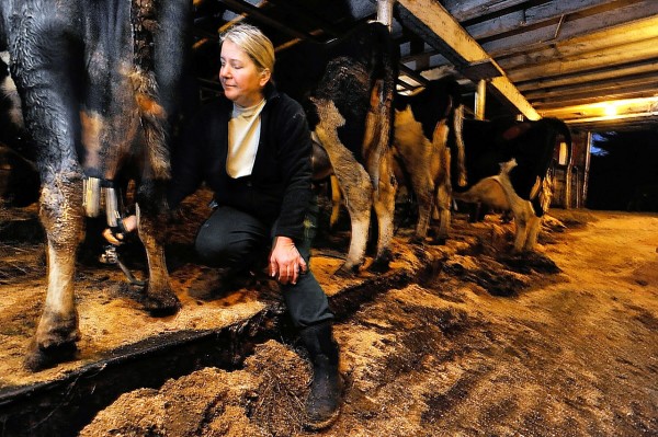 Sonja Ginn, shown milking one of her family's registered Holsteins late Wednesday afternoon, is among the 5 generations of the Clark family in Winterport that have raised dairy cows and beef cattle at their Willow Drive Farm on Goshen Rd. in Winterport. " In the past five years we didn't get big when others were buying equipment and more land, " said Ginn. " We went slowly in what we could afford," Ginn added that their farm has also saved money as family members are the hired hands. They have 80 milking cows, 40 heifers and 30 beef cattle. (Bangor Daily News/John Clarke Russ) Sonja Ginn, shown milking one of her family's registered Holsteins late Wednesday afternoon, is among the 5 generations of the Clark family in Winterport that have raised dairy cows and beef cattle at their Willow Drive Farm on Goshen Rd. in Winterport. " In the past five years we didn't get big when others were buying equipment and more land, " said Ginn. " We went slowly in what we could afford," Ginn added that their farm has also saved money as family members are the hired hands. They have 80 milking cows, 40 heifers and 30 beef cattle. (Bangor Daily News/John Clarke Russ)