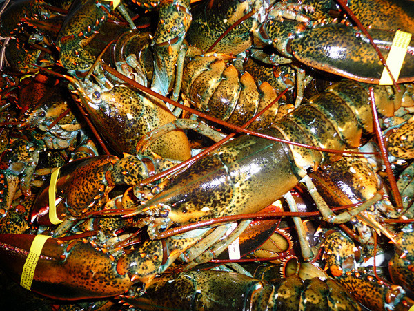 photo by mack to go with story slugged LobstaDinna Between 1,00 and 2,000 lobsters a day are sold from Dorr Lobster Company in Milbridge, a small family business, which now offers a cell phone application that allows lobsters to be ordered and delivered anywhere in the country by phone. (Bangor Daily News/Sharon Kiley Mack) photo by mack to go with story slugged LobstaDinna Between 1,00 and 2,000 lobsters a day are sold from Dorr Lobster Company in Milbridge, a small family business, which now offers a cell phone application that allows lobsters to be ordered and delivered anywhere in the country by phone. (Bangor Daily News/Sharon Kiley Mack)