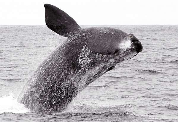 A breaching female whale from the Nov. 16th cruise. Image taken under National Marine Fisheries Service Research Permit #14233. NOTE: This phrase must accompany this image whenever printed. Photo courtesy of Barry Gutradt A breaching female whale from the Nov. 16th cruise. Image taken under National Marine Fisheries Service Research Permit #14233. NOTE: This phrase must accompany this image whenever printed. Photo courtesy of Barry Gutradt