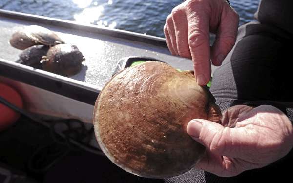Andy Mays points out growth lines on a mature scallop he harvested Saturday near Mount Desert Island. May says scallops reach their prime in about five years. BANGOR DAILY NEWS PHOTO BY KEVIN BENNETT
CAPTION
Andy May points out the growth lines on a mature scallop he havested on Saturday, December 19, 2009 from the fridgid waters near Mount Desert Island. May claims scallops reach their prime in about 5 years. (Bangor Daily News/Kevin Bennett) Andy Mays points out growth lines on a mature scallop he harvested Saturday near Mount Desert Island. May says scallops reach their prime in about five years. BANGOR DAILY NEWS PHOTO BY KEVIN BENNETT
CAPTION
Andy May points out the growth lines on a mature scallop he havested on Saturday, December 19, 2009 from the fridgid waters near Mount Desert Island. May claims scallops reach their prime in about 5 years. (Bangor Daily News/Kevin Bennett)