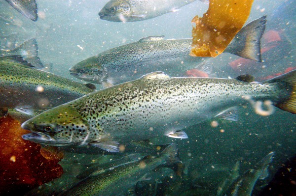 Atlantic salmon swim in a pen, Friday, Oct. 10, 2008, in Eastport, Maine, where the 2008 harvest is likely to total more than 20 million pounds. (AP Photo/Robert F. Bukaty and Jason Leighton) Atlantic salmon swim in a pen, Friday, Oct. 10, 2008, in Eastport, Maine, where the 2008 harvest is likely to total more than 20 million pounds. (AP Photo/Robert F. Bukaty and Jason Leighton)