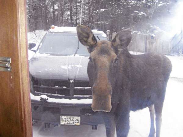 Georgette the moose looks through the front door of Sheila Thurber's house in St. John Plantation in early February. The moose stopped by the home several days in a row and nibbled on the trees. She has since moved on, apparently to other feeding grounds. Georgette the moose looks through the front door of Sheila Thurber's house in St. John Plantation in early February. The moose stopped by the home several days in a row and nibbled on the trees. She has since moved on, apparently to other feeding grounds.