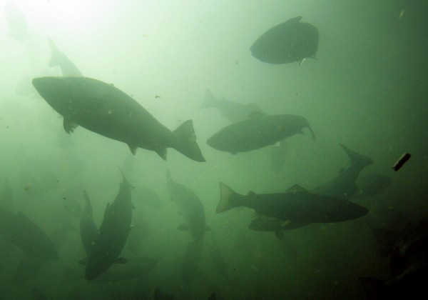 In this October 2008 file photo, Atlantic salmon swim in a pen in Eastport, Maine. In this October 2008 file photo, Atlantic salmon swim in a pen in Eastport, Maine.