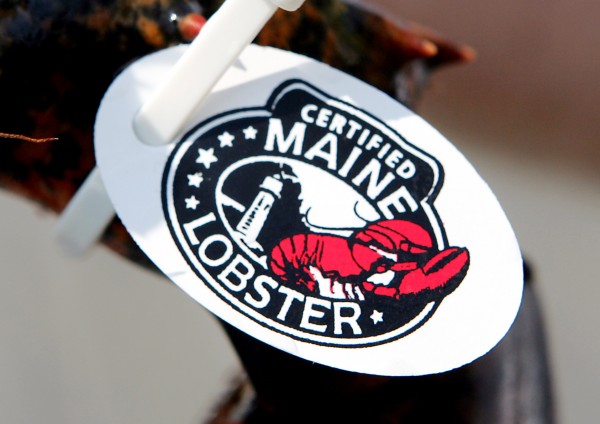 A lobster with a tag identifying it as a “certified Maine lobster” is held in Portland in July 2006. Officials said estimates for the 2010 lobster season point to the highest yearly catch ever. A lobster with a tag identifying it as a “certified Maine lobster” is held in Portland in July 2006. Officials said estimates for the 2010 lobster season point to the highest yearly catch ever.