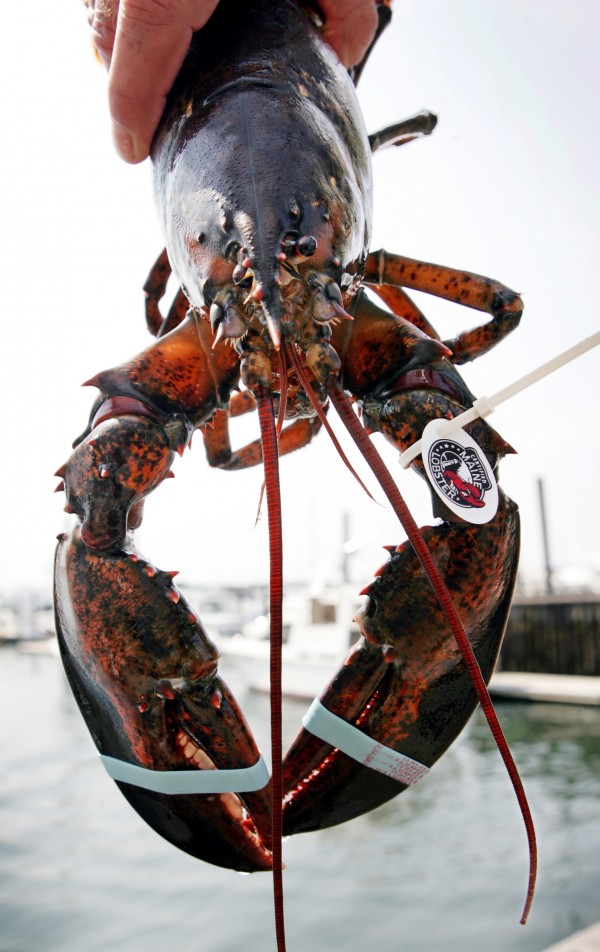 93 million pound record lobster catch reported in 2010 — Business