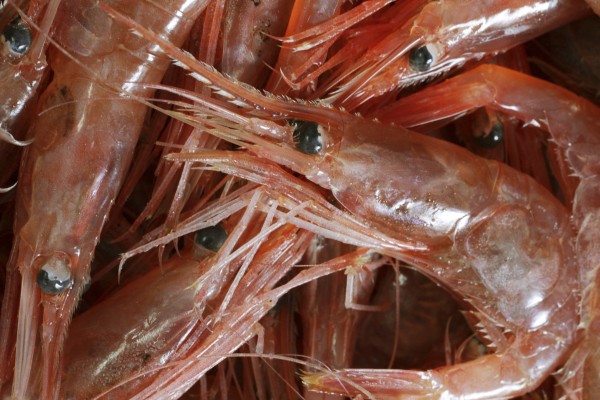 Freshly caught shrimp are seen at the Port Clyde Fresh Catch processing facility in Port Clyde on Tuesday. Officials with the Atlantic States Marine Fisheries Commission announced they will shut down the season on Feb. 28. Freshly caught shrimp are seen at the Port Clyde Fresh Catch processing facility in Port Clyde on Tuesday. Officials with the Atlantic States Marine Fisheries Commission announced they will shut down the season on Feb. 28.