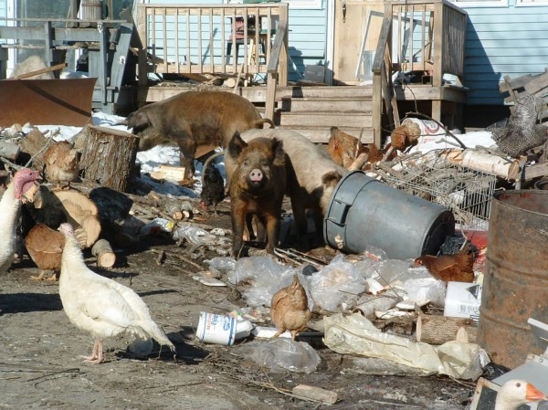 Pigs roam on Marc Calcia's property in Sorrento on Jan. 5. Pigs roam on Marc Calcia's property in Sorrento on Jan. 5.