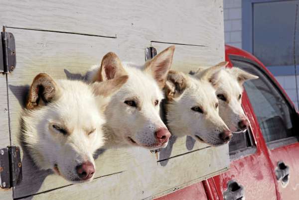 A group of sled dogs wait their turn at the Can Am vet check Friday afternoon in Fort Kent. A group of sled dogs wait their turn at the Can Am vet check Friday afternoon in Fort Kent.