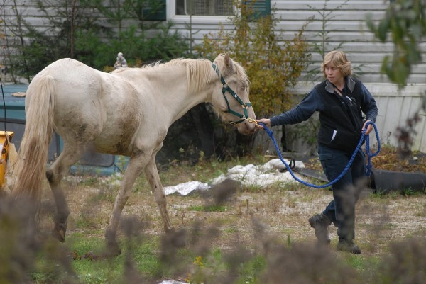 Maine Animal Welfare veterinarian Christine Fraser walks one of six horses corralled in a yard off Bald Mountain Road in Dedham to a livestock trailer in October. The owner is facing civil animal cruelty charges. Maine Animal Welfare veterinarian Christine Fraser walks one of six horses corralled in a yard off Bald Mountain Road in Dedham to a livestock trailer in October. The owner is facing civil animal cruelty charges.