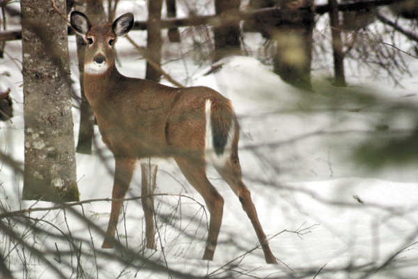 Declining winter deer habitat is a major concern throughout northern Maine, including the Moosehead Lake area where this deer was photographed last winter. Declining winter deer habitat is a major concern throughout northern Maine, including the Moosehead Lake area where this deer was photographed last winter.