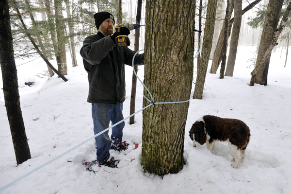 As his 7-year-old Springer Spaniel "Galahad" sniffs around, Lee Kinney of Kinney's Sugarhouse in Knox gets drills a new tap hole into one of his family's trees for maple sap extraction. All told, Kinney's Sugarhouse has approximatley 8500 taps to trees on the 180 acres they own in Knox, Maine. As his 7-year-old Springer Spaniel "Galahad" sniffs around, Lee Kinney of Kinney's Sugarhouse in Knox gets drills a new tap hole into one of his family's trees for maple sap extraction. All told, Kinney's Sugarhouse has approximatley 8500 taps to trees on the 180 acres they own in Knox, Maine.