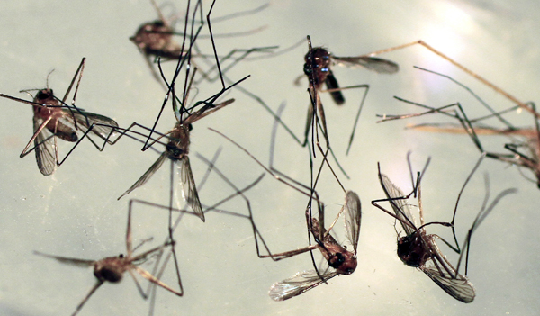 Cattail mosquitos are seen in a petri dish for inspection at the Maine Medical Center Research Institute in South Portland, Maine. Cattail mosquitos can transmit Eastern equine encephalitis and West Nile virus to humans. Cattail mosquitos are seen in a petri dish for inspection at the Maine Medical Center Research Institute in South Portland, Maine. Cattail mosquitos can transmit Eastern equine encephalitis and West Nile virus to humans.