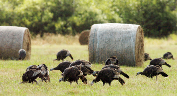 Wild turkeys search for food in a field in Levant. Wild turkeys search for food in a field in Levant.