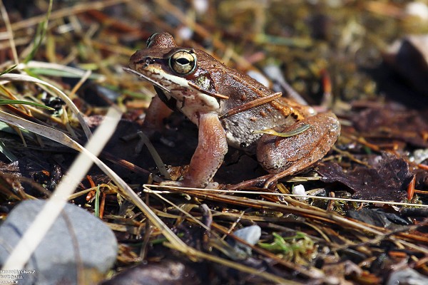 A Wood frog sits in the University of Maine Forest last week. A Wood frog sits in the University of Maine Forest last week.