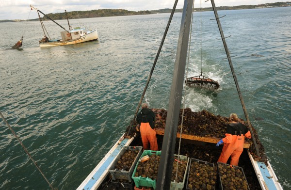 Sternmen Derek Lyons (left) and Daphne Savage (right) sort sea urchins on the back of the Endangered Species, a boat owned by Savage's husband John Wallance, in the waters of Cobscook Bay near Lubec on Oct. 5, 2009. Sternmen Derek Lyons (left) and Daphne Savage (right) sort sea urchins on the back of the Endangered Species, a boat owned by Savage's husband John Wallance, in the waters of Cobscook Bay near Lubec on Oct. 5, 2009.